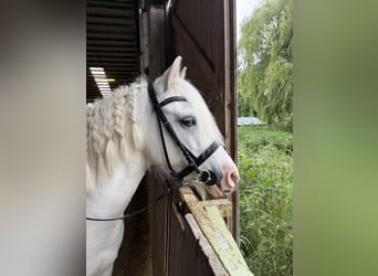 Tinker Mix, Stute, 17 Jahre, 134 cm, Schimmel