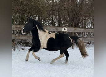 Tinker Mix, Stute, 17 Jahre, 135 cm, Schecke