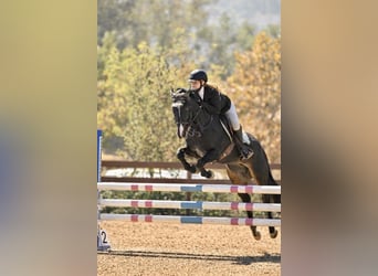 Tinker Mix, Stute, 17 Jahre, 152 cm, Dunkelbrauner