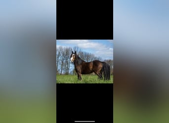 Tinker, Stute, 17 Jahre, 156 cm, Brauner