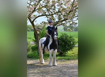 Tinker Mix, Stute, 18 Jahre, 137 cm, Overo-alle-Farben