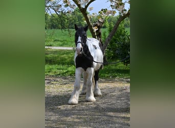 Tinker Mix, Stute, 18 Jahre, 137 cm, Overo-alle-Farben