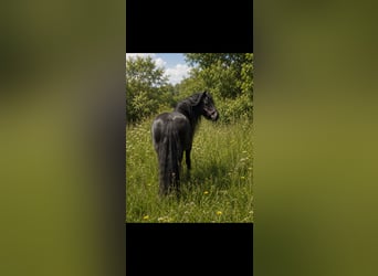 Tinker, Stute, 18 Jahre, 142 cm, Rappe