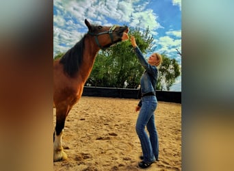 Tinker, Stute, 18 Jahre, 155 cm, Brauner