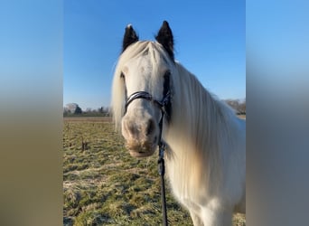 Tinker, Stute, 18 Jahre, Schecke