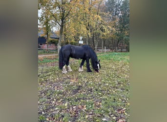 Tinker, Stute, 19 Jahre, 140 cm, Rappe