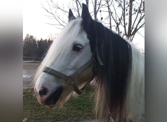 Tinker, Stute, 19 Jahre, 146 cm
