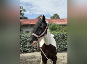 Tinker Mix, Stute, 19 Jahre, 152 cm, Schecke