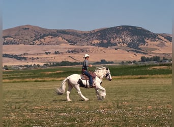 Tinker, Stute, 19 Jahre, 157 cm