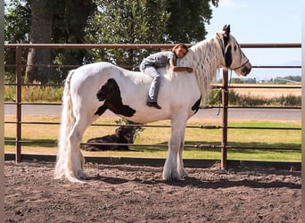 Tinker, Stute, 19 Jahre, 157 cm