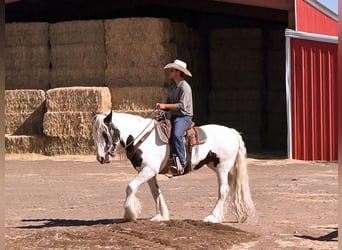 Tinker, Stute, 19 Jahre, 157 cm