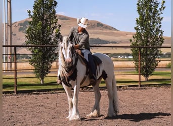 Tinker, Stute, 19 Jahre, 157 cm