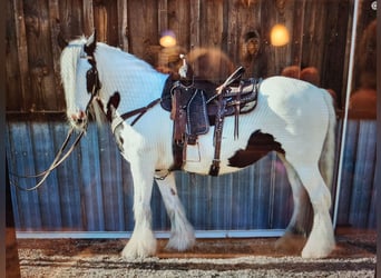 Tinker, Stute, 19 Jahre, 157 cm