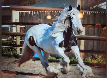 Tinker, Stute, 19 Jahre, 157 cm