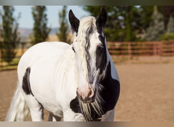 Tinker, Stute, 19 Jahre, 157 cm