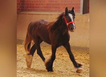 Tinker, Stute, 1 Jahr, 117 cm