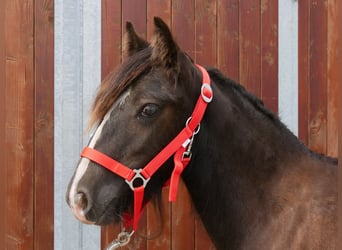 Tinker, Stute, 1 Jahr, 117 cm