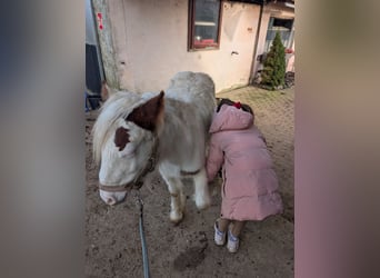 Tinker, Stute, 1 Jahr, 120 cm, Schecke