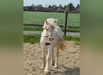 Tinker, Stute, 1 Jahr, 120 cm, Schecke