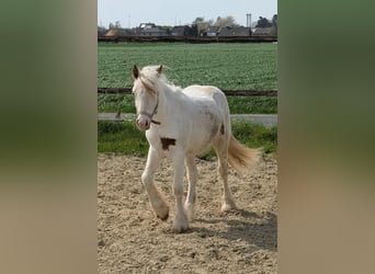 Tinker, Stute, 1 Jahr, 120 cm, Schecke