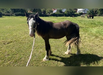 Tinker, Stute, 1 Jahr, 135 cm, Rappe