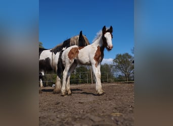 Tinker, Stute, 1 Jahr, 148 cm, Schecke