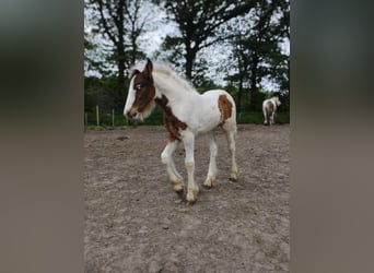 Tinker, Stute, 1 Jahr, 148 cm, Schecke