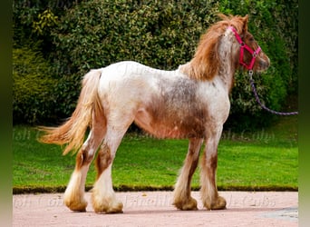 Tinker, Stute, 1 Jahr, 150 cm, Roan-Red