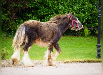 Tinker, Stute, 1 Jahr, 151 cm