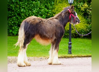 Tinker, Stute, 1 Jahr, 151 cm