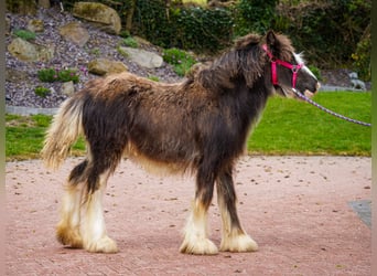 Tinker, Stute, 1 Jahr, 151 cm