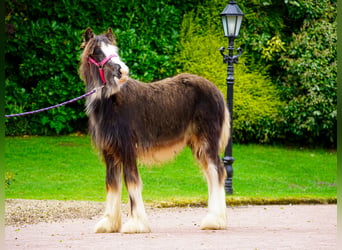 Tinker, Stute, 1 Jahr, 151 cm