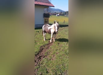 Tinker, Stute, 1 Jahr, 155 cm