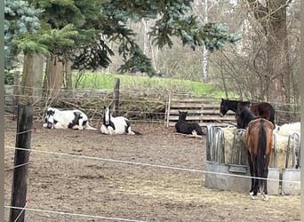 Tinker Mix, Stute, 1 Jahr