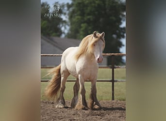 Tinker, Stute, 1 Jahr, Palomino