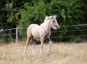 Tinker, Stute, 1 Jahr, Palomino