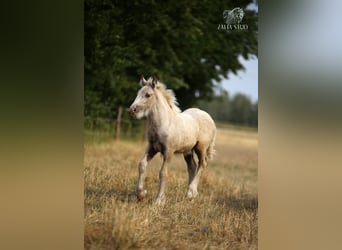 Tinker, Stute, 1 Jahr, Palomino