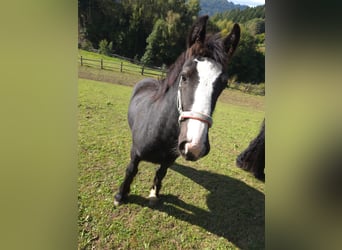 Tinker, Stute, 1 Jahr, Rappe