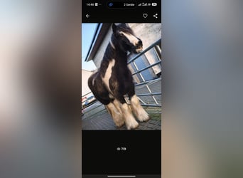Tinker, Stute, 20 Jahre, 140 cm