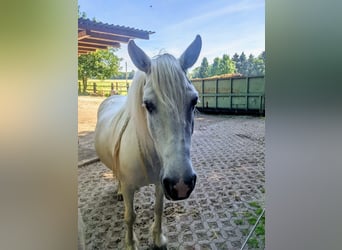 Tinker Mix, Stute, 20 Jahre, 140 cm, Schimmel