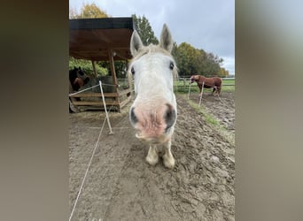 Tinker, Stute, 20 Jahre, 146 cm, Schimmel