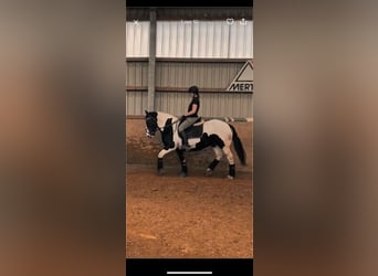 Tinker, Stute, 20 Jahre, 150 cm, Schecke