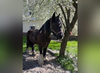 Tinker, Stute, 20 Jahre, 163 cm, Dunkelbrauner