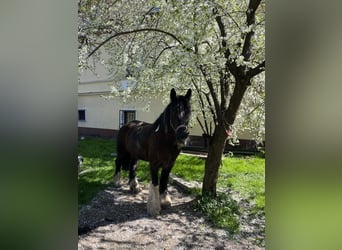 Tinker, Stute, 20 Jahre, 163 cm, Dunkelbrauner