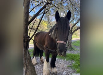 Tinker, Stute, 20 Jahre, 163 cm, Dunkelbrauner