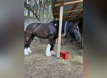 Tinker, Stute, 20 Jahre, 163 cm, Dunkelbrauner