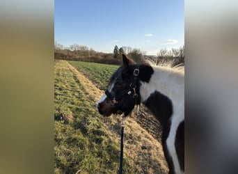 Tinker Mix, Stute, 21 Jahre, 130 cm