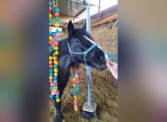 Tinker, Stute, 21 Jahre, 154 cm, Rappe