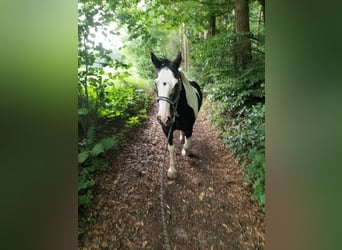 Tinker Mix, Stute, 23 Jahre, 148 cm, Schecke