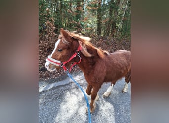 Tinker Mix, Stute, 2 Jahre, 110 cm
